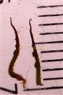  Stipules
